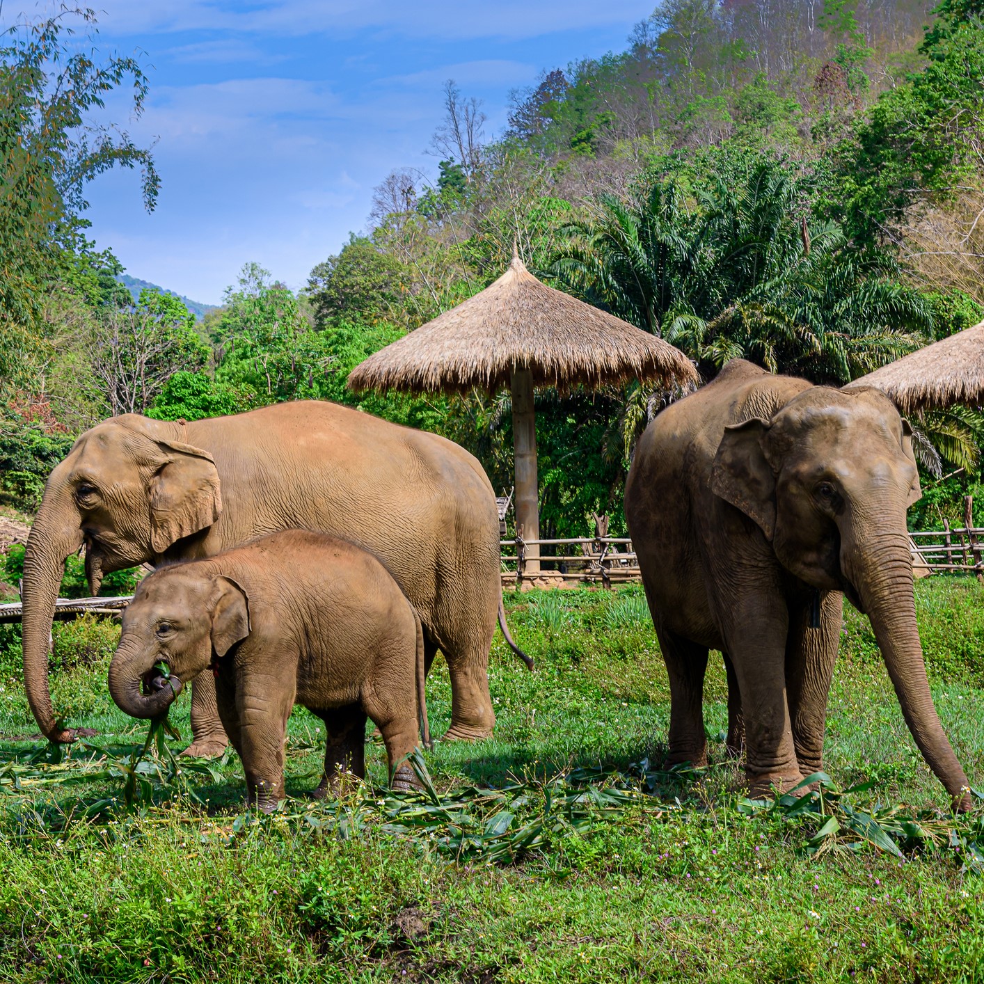 Tailandia Glutne Free (8)