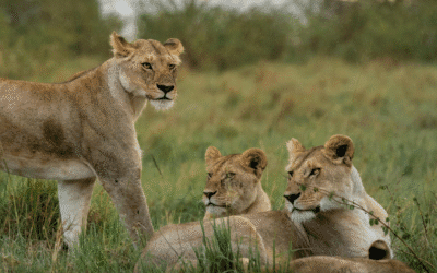 Reservas naturales en Kenia