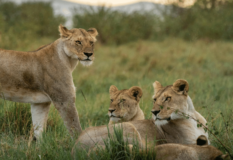 Reservas naturales en Kenia