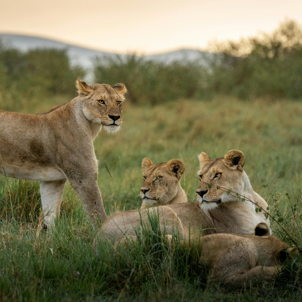 Reservas Naturales Kenia sin gluten